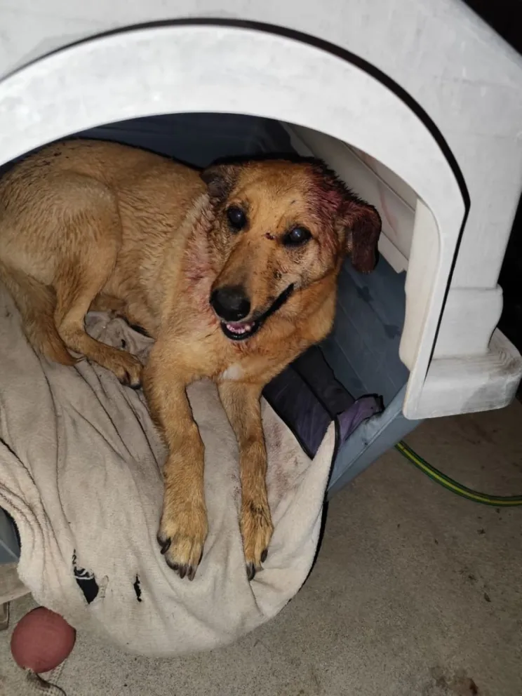 Mika, fue asistida por un veterinario de guardia. Foto: Giselle Cerra. 