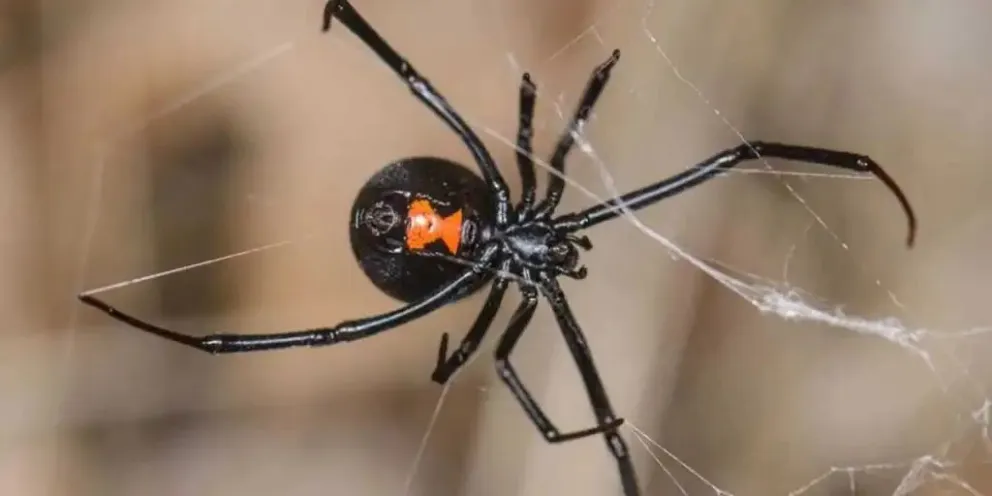 El episodio fue filmado por la pareja. Foto: Archivo de NoticiasNet.
