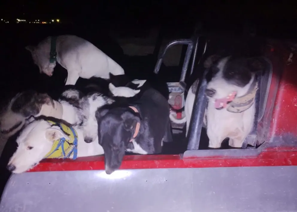 Estado en que los policías encontraron a los canes. Foto gentileza.
