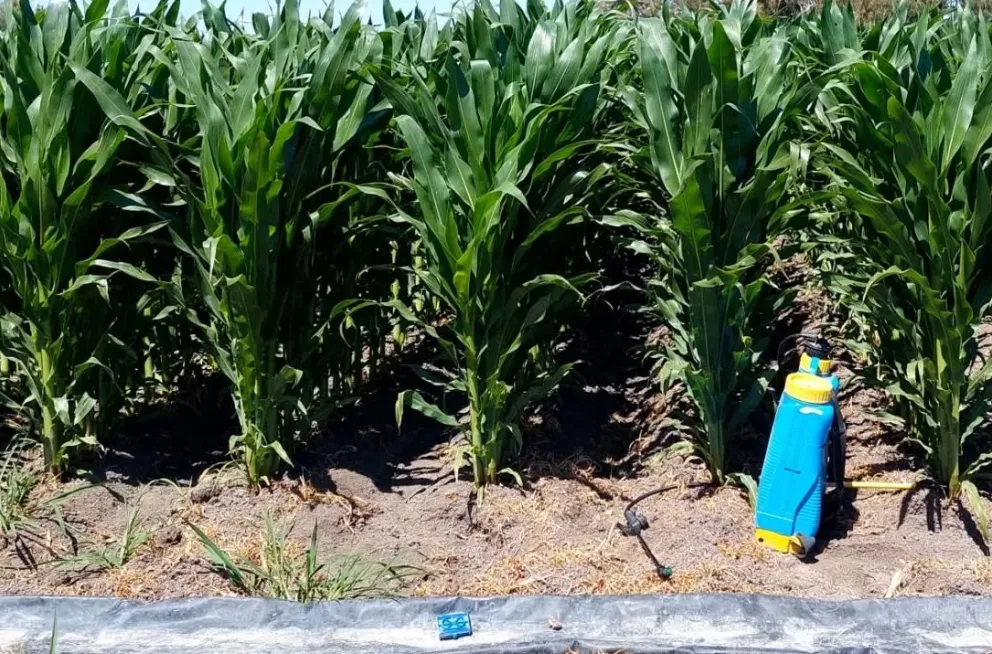 Verde que te quiero verde con el bioestimulante. Foto INTA.