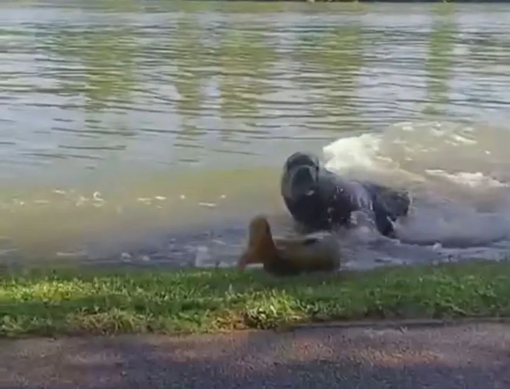 Lobo marino intentó atrapar una carpa a orillas de la costanera. 