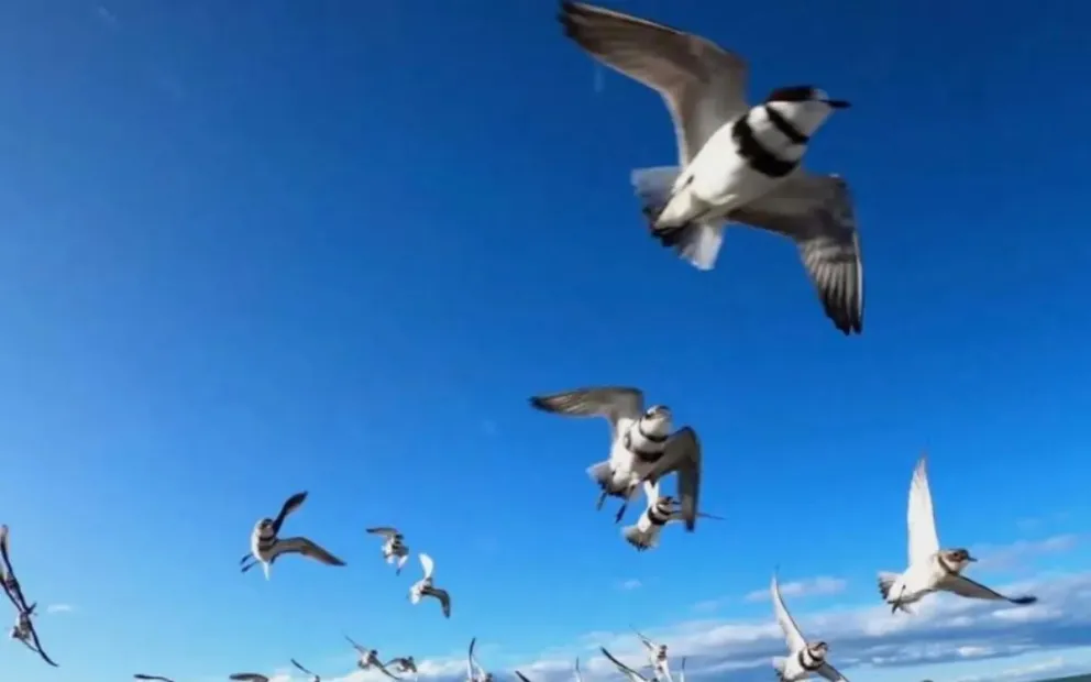 También la avifauna se ve en peligro. Foto Gobierno de Río Negro.