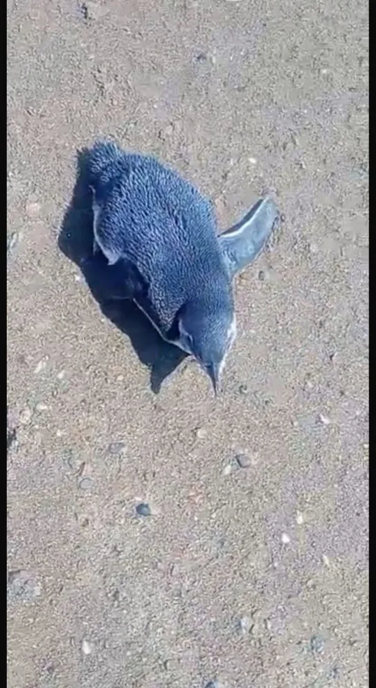 Pingüino magallánico (Spheniscus magellanicus). 