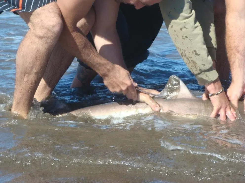 El proyecto liderado por WCS Argentina ya identificó 10 especies. Foto: Gentileza.
