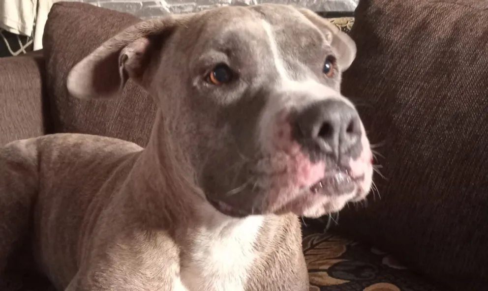 Perro pitbull recuperado en Viedma, tras cuatro meses sin saber nada. 