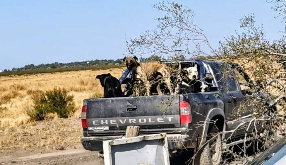 La S 10 de uno de los reincidentes en la zona de General Conesa con trabajo de la Brigada. Foto gentileza.