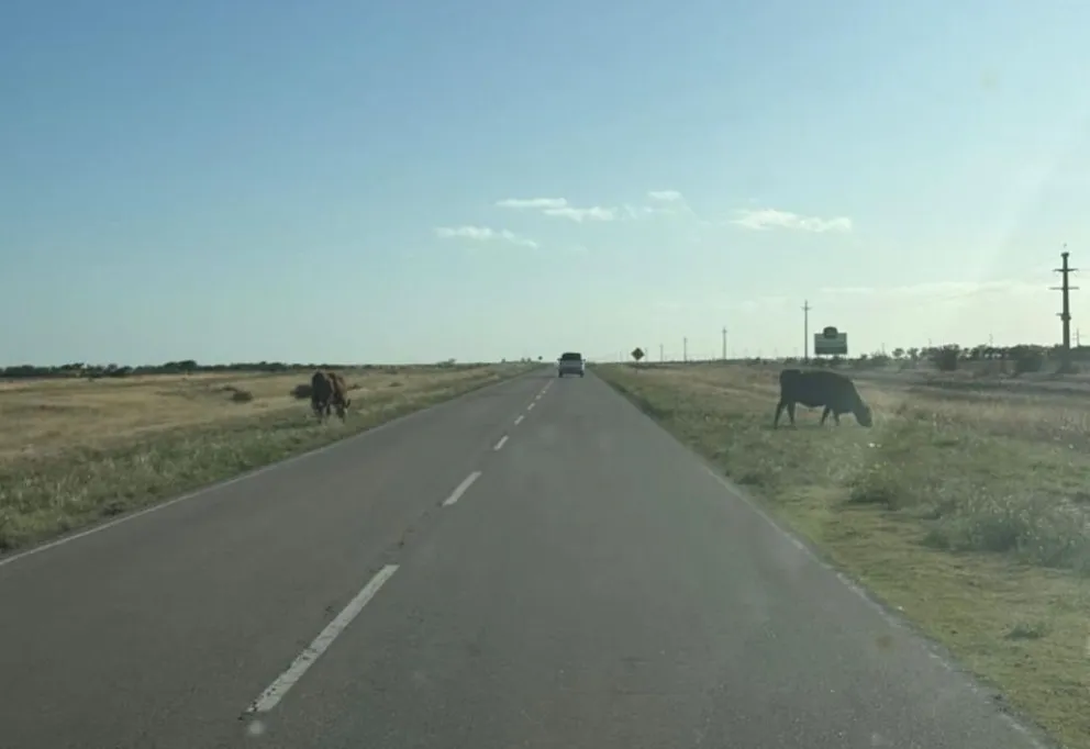 Las imágenes son elocuentes: los animales están pegados a la calzada.