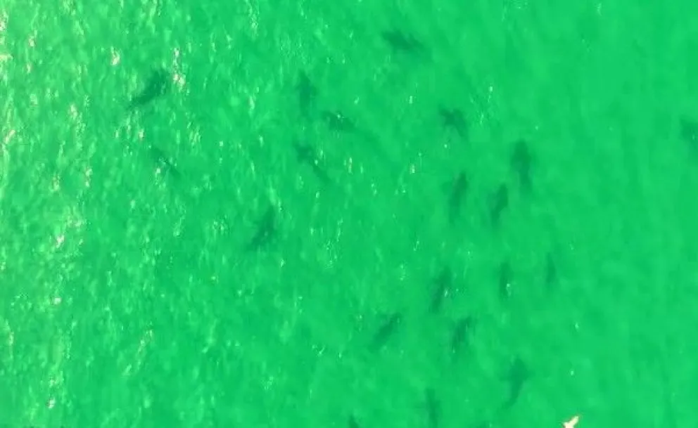 Científicos califican el evento como histórico y advierten sobre la fragilidad de esta especie.