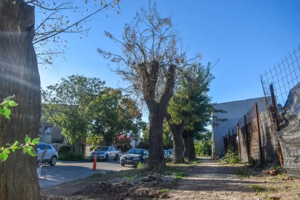 Los árboles están ubicados sobre la calle Sarmiento. 
