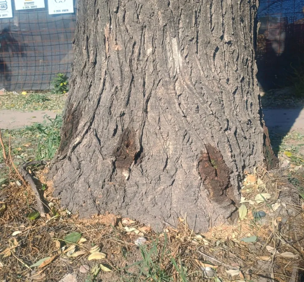 Con un taladro perforaron el árbol e introdujeron el veneno. 