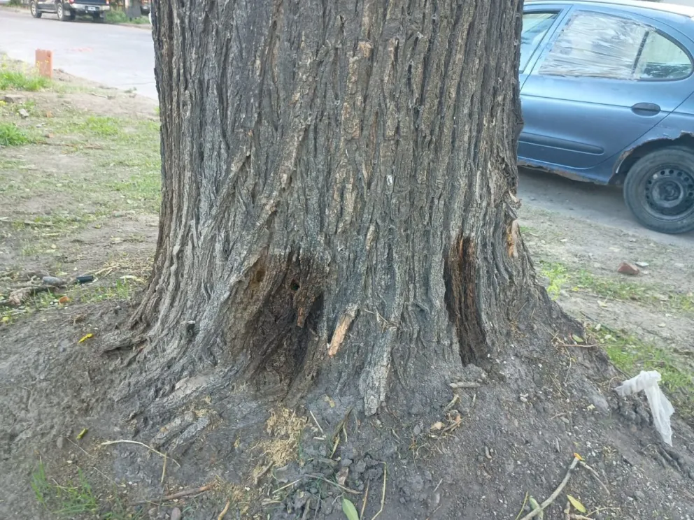 Los árboles fueron taladrados para luego colocarles el veneno. 