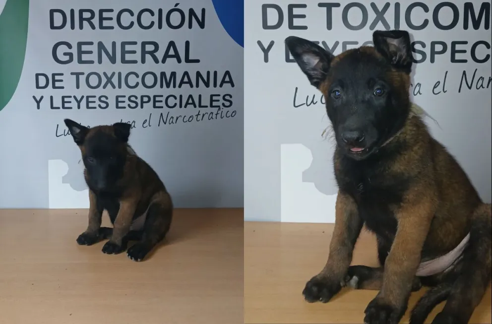 El cachorro que se suma a la lucha contra el narcotráfico.
