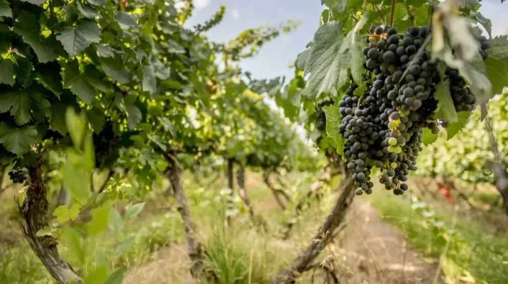 La iniciativa busca sostener la actividad productiva durante la vendimia y acompañar a los productores.