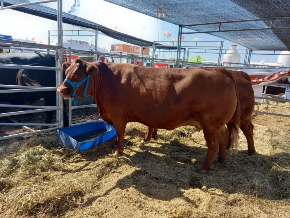El gobernador Weretilneck destacó el nivel de faena en la provincia. Fotos Gobierno de Río Negro. 