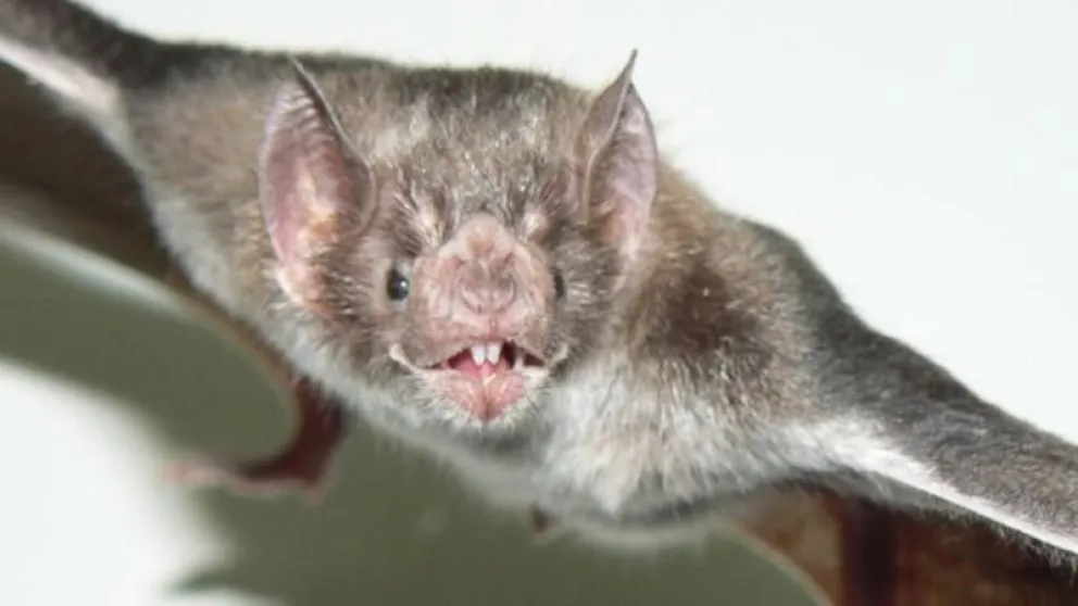 En la Plaza Alsina de Viedma encontraron un murciélago positivo de rabia. Foto ilustrativa.