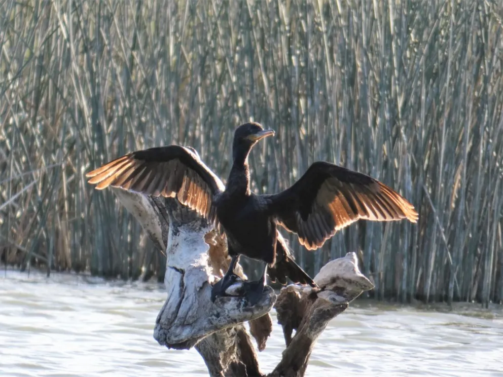 El relevamiento incluyó distintos grupos de animales. Foto: gentileza.