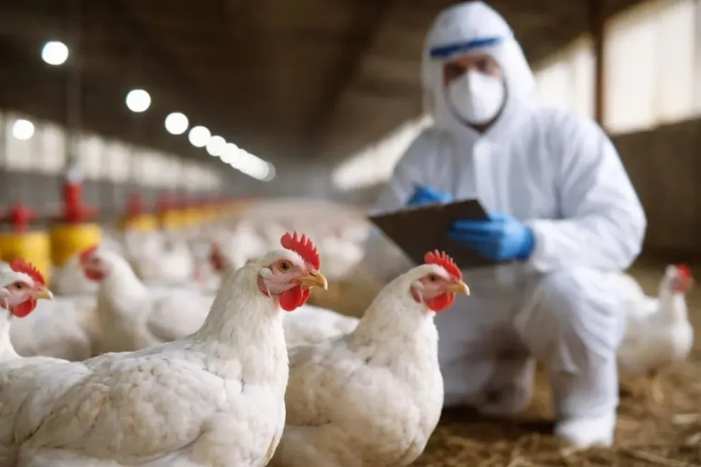 La influenza aviar es una enfermedad viral de distribución mundial altamente contagiosa. 