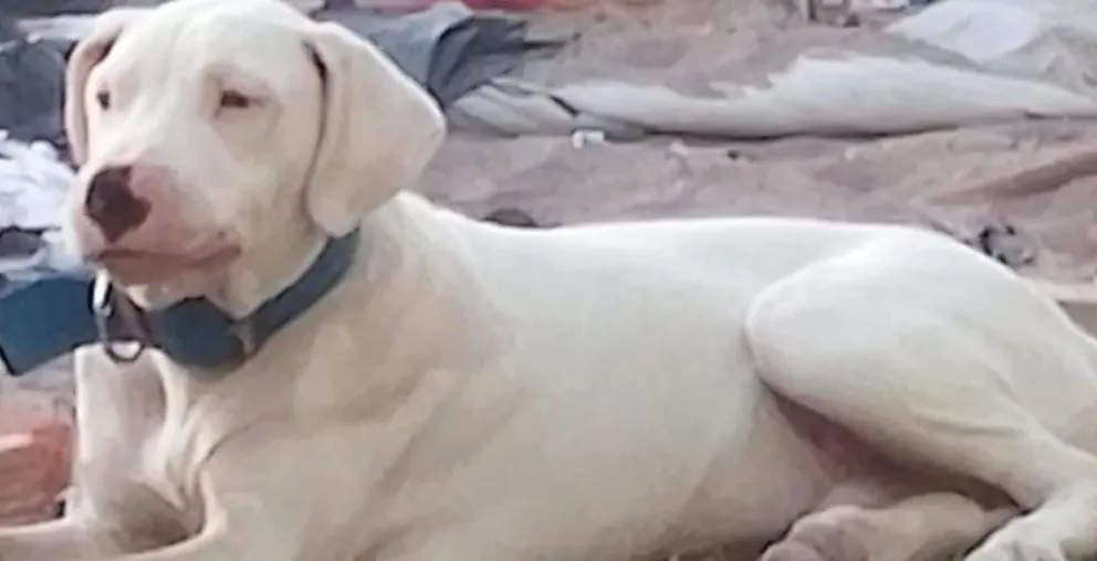 El perro dogo fue robado de su domicilio, en el barrio Progreso. Foto: gentileza