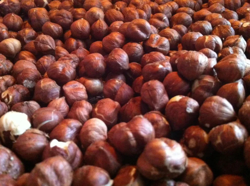 La producción de avellanas de capa caída en la zona. Fotos: gentileza INTA Valle Inferior y Daniel Quinteros. 