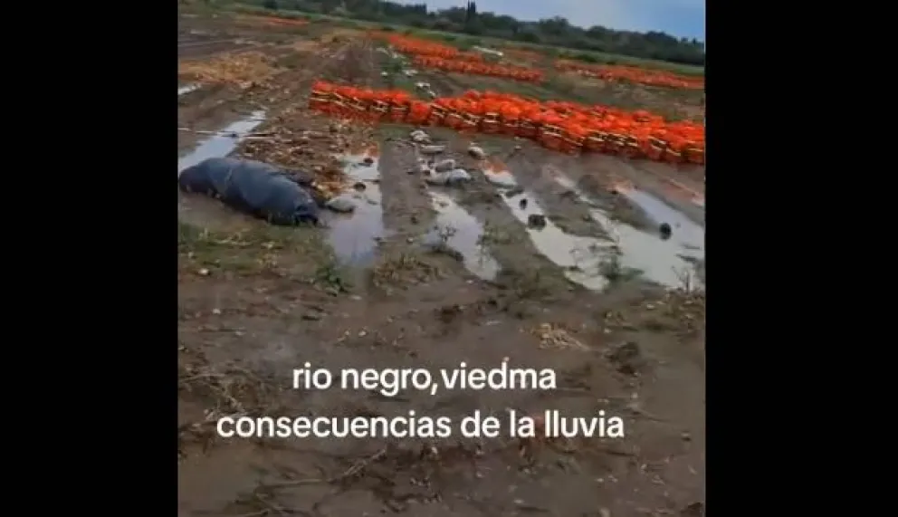 Las imágenes captadas en primera persona por un trabajador rural. Foto: captura de video.