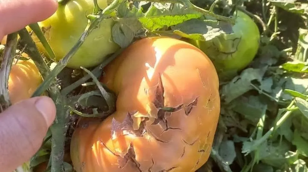 Las pérdidas compromenten la cosecha actual y la productividad de los próximos dos años.