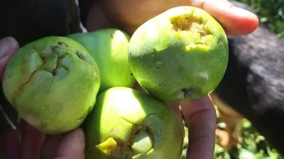 El gobierno provincial avanza en relevamientos y plantea la necesidad de financiamiento.