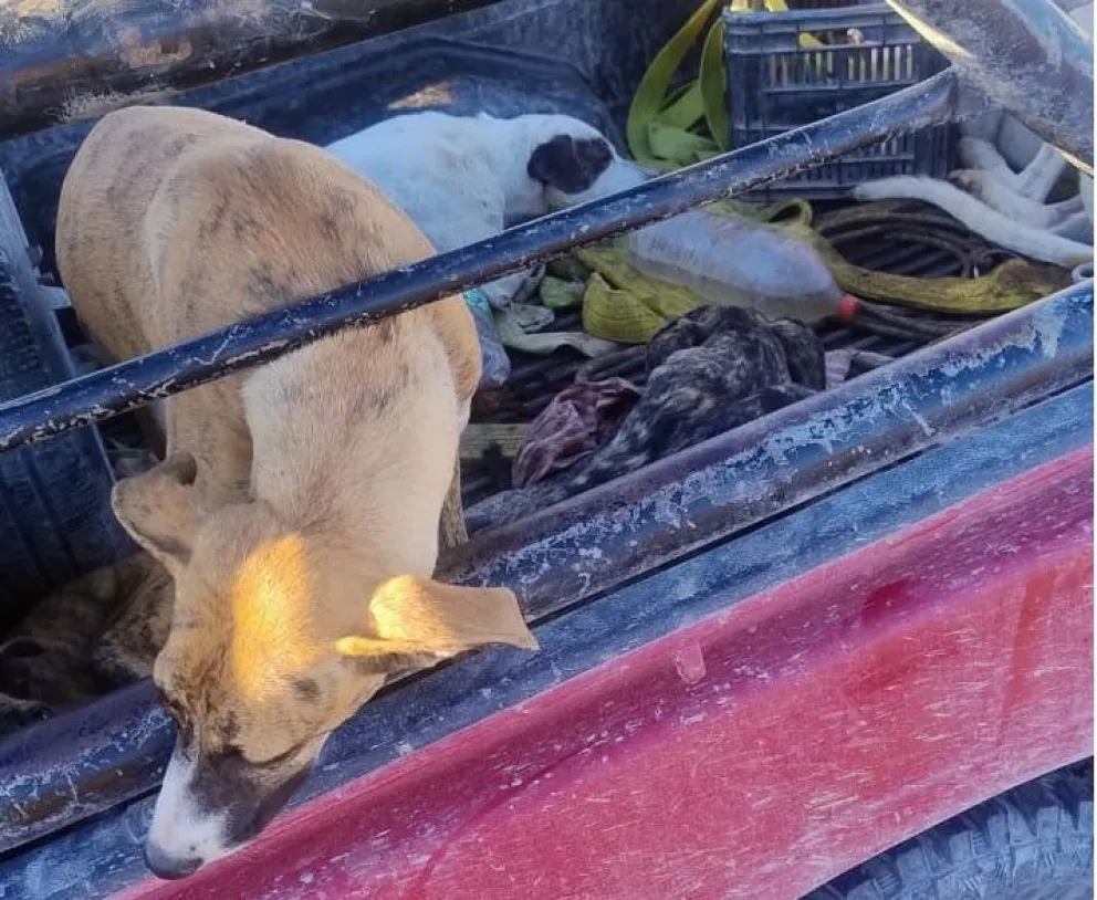 Falta de respeto por los canes. Foto gentileza.