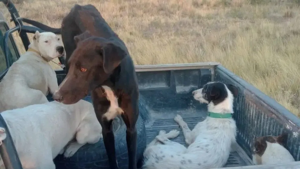 La caza de jabalí con jauría es la que más infracciones genera. 