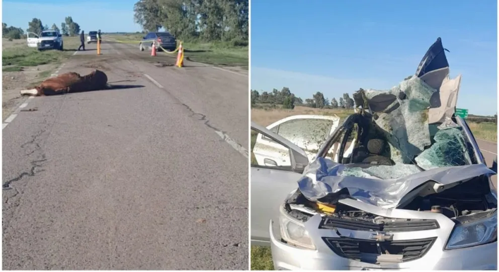 Así quedaron el vehículo y el animal tras el impacto. 