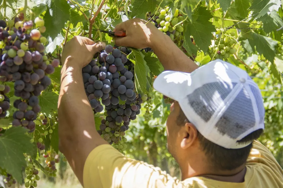 Una mirada estratégica para desarrollar un nuevo producto con uvas de mesa. Fotos gentileza: FruPat. 