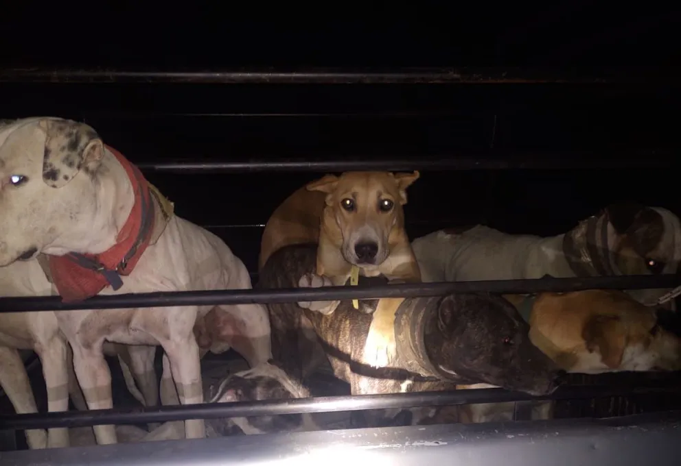 Los perros en las cajas de las camionetas. Foto gentileza.