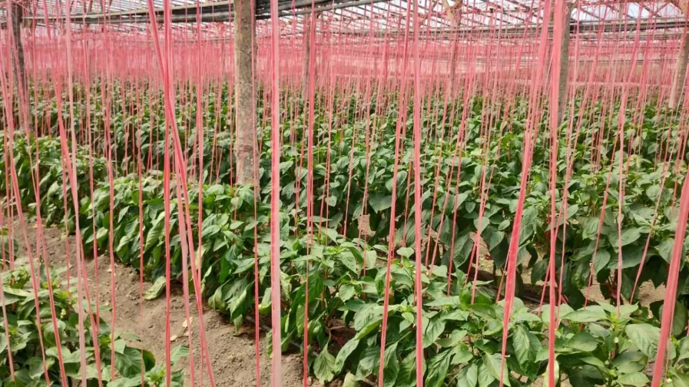 Gran desarrollo productivo en chacras del Idevi. Fotos INTA Valle Inferior. 