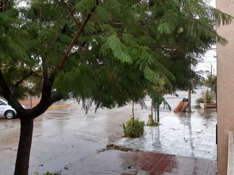 Piso mojado, árboles en pie. Foto NoticiasNet.