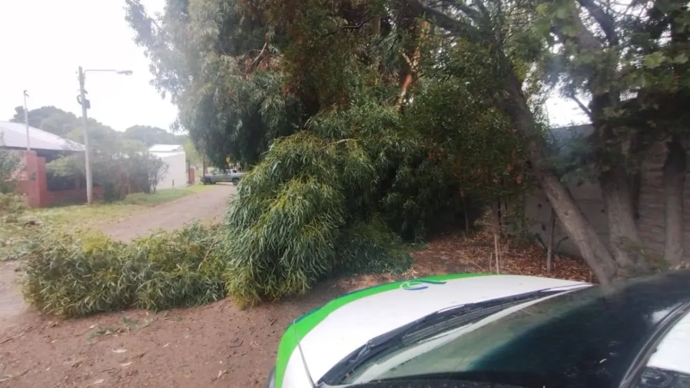 Las cuadrillas trabajan intensamente en el despeje de la vía pública. 
