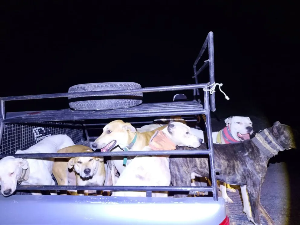 La práctica de la actividad en horario nocturno y sobre la ruta está prohibida por la ley de Fauna. En esa zona hay varios reincidentes. Foto gentileza.