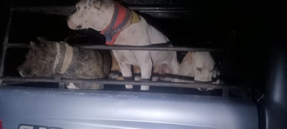 Los sujetos practicaban la caza con jaurías de perros sin ninguna medida de seguridad -fotos gentileza.