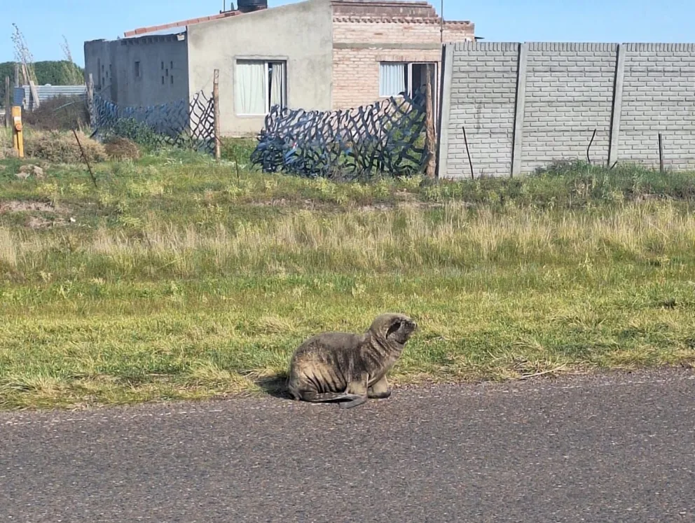 A la vera del asfalto mirando quizás para que lo vengan a rescatar con un importante riesgo para su osamenta y los automovilistas que lo pudieran atropellar. Foto gentileza vecinos de esa zona subrural.