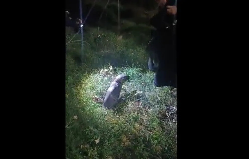 El animal fue observado por vecinos, quienes dieron alerta al personal policial. Ocurrió esta madrugada de domingo. 
