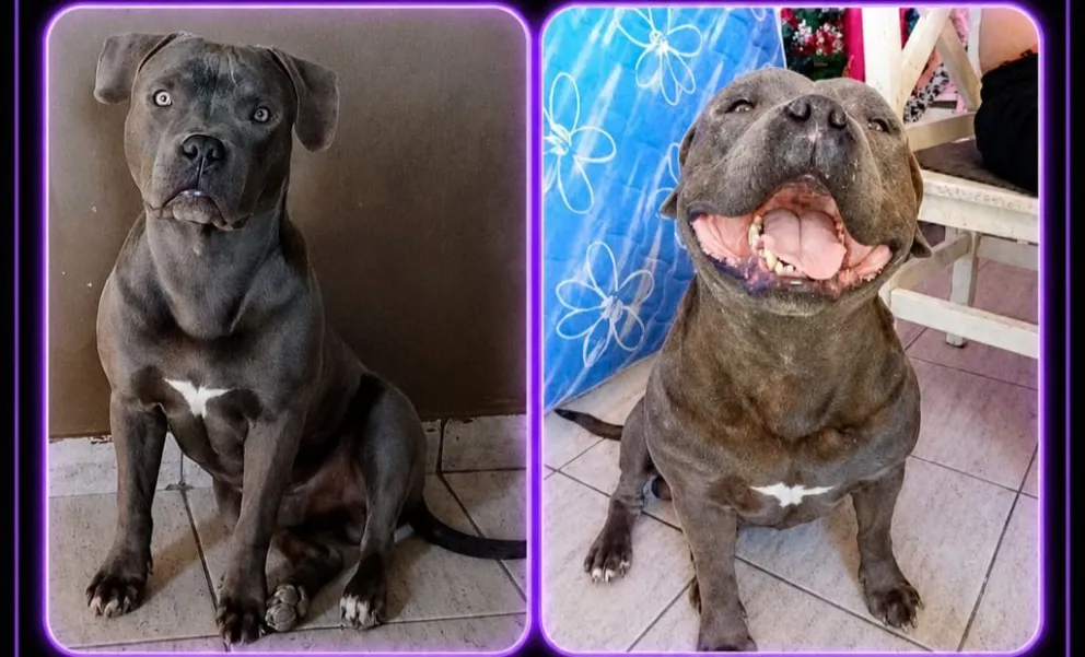 Responde al nombre "Boyca", vive con una madre y su hija, quienes lo buscan desesperadamente. La familia lo considera como un "bebé". Foto: Gentileza.