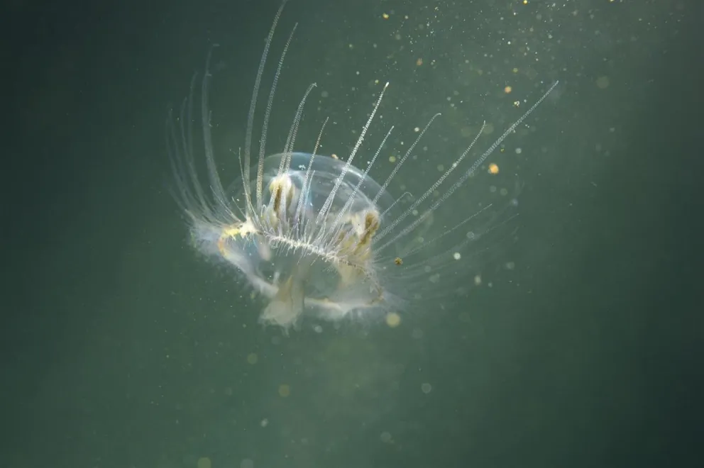 La medusa asiática representa un gran peligro para el ecosistema en los lagos de la Patagonia. Foto: gentileza  