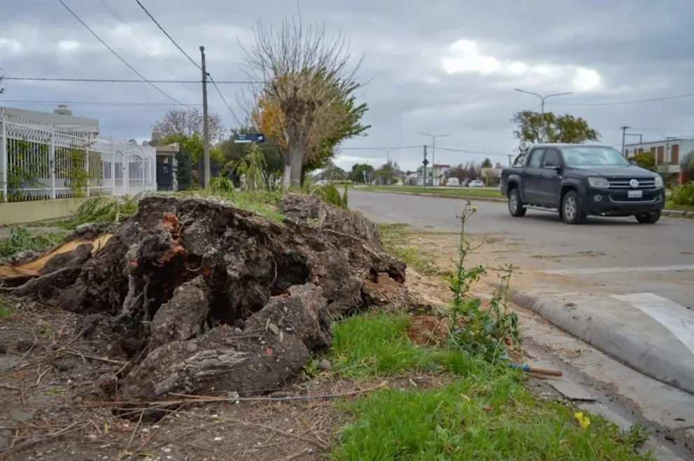 Una cuadrilla intervino en en boulevard Sussini por un árbol caído. Foto: Emanuel Mirenghi