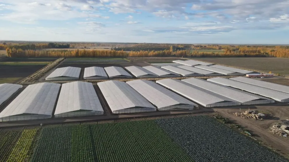 La producción hortícola no solo se expande sino que también incorpora tecnología en sistemas intensivos, con más de 100 hectáreas bajo cubierta destinadas a tomate, pimiento, berenjena y verduras de hoja.
