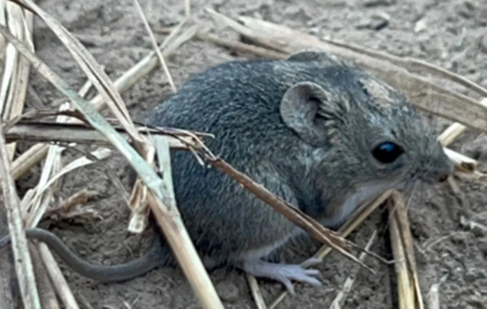 Una persona que tiene el virus Andes lo puede transmitir a otras a través de vía respiratoria. Foto ilustrativa 