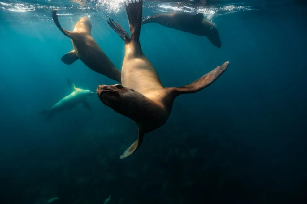 El fotógrafo Matías Acuña propone un recorrido visual por la biodiversidad del Corredor de los 5 Grandes. Foto: Gentileza.