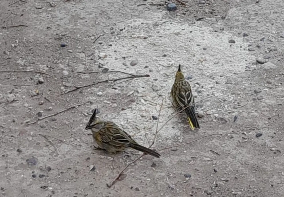 Los cardenales robados merodeaban la casa de Raúl Mingo, donde se había instalado una colonia que ya no está desde el robo, por eso sostienen que son de ahí. Foto: gentileza.