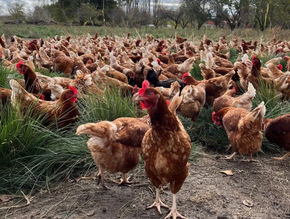 El emprendimiento familiar de comercialización de huevos se desarrolla en la zona del Idevi y crece en la Comarca Viedma-Patagones. Fotos: Gentileza.
