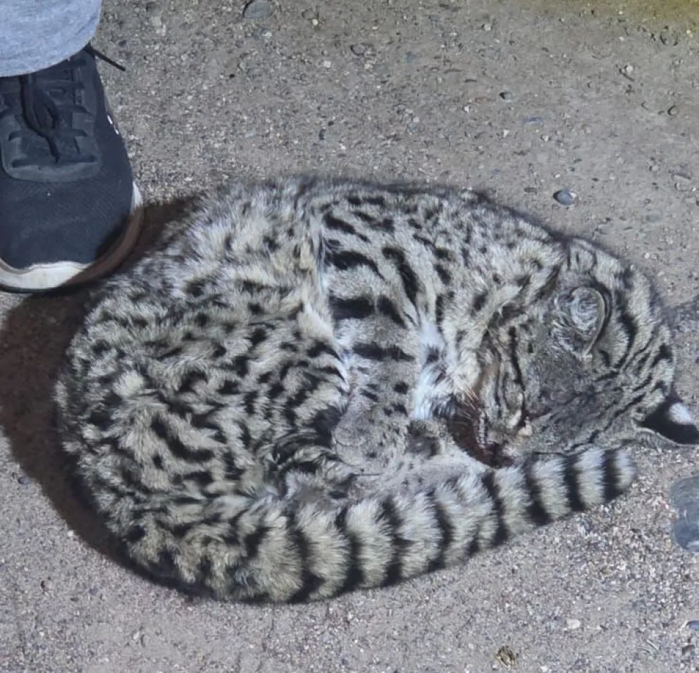 El felino silvestre que estaba deshidratado, fue llevado a resguardo a la espera de personal de Fauna para devolver a su hábitat natural. Foto gentileza.