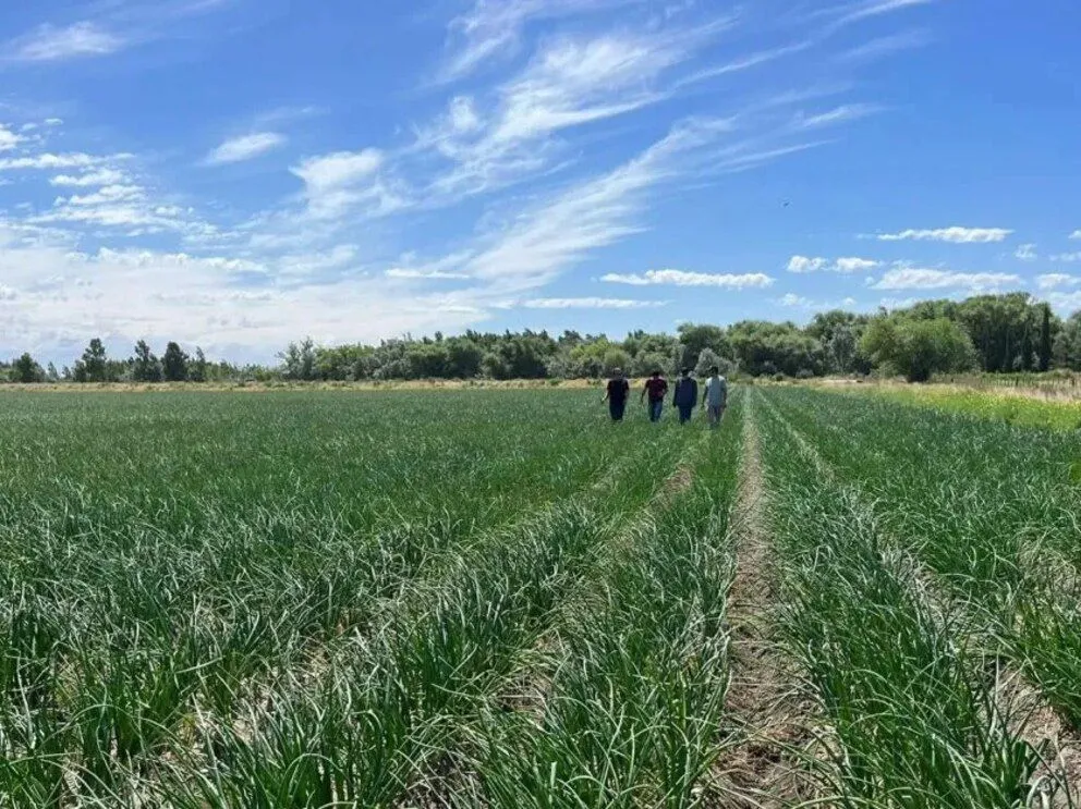 Innovación en Río Negro: cómo el riego por goteo está transformando la producción de cebolla. Foto Web. 