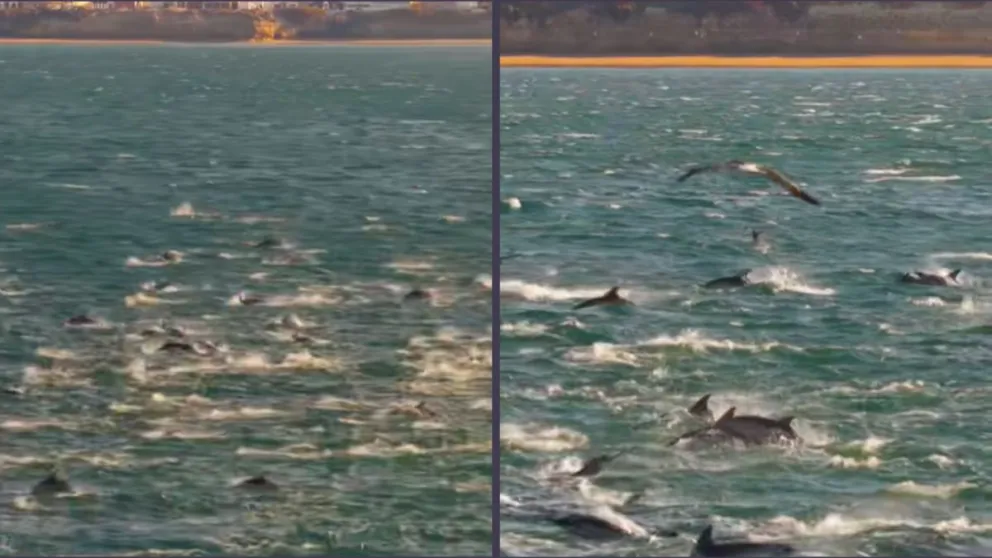 El fenómeno, captado por el especialista en drones, Maximiliano Cartés, mostró a cientos de ejemplares avanzando en perfecta sincronía sobre las aguas del Golfo San Matías. Foto: captura