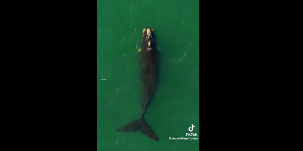 Lo que parecía un registro más, termino siendo un hito, algo que nunca había sido registrado anteriormente en ballenas francas australes. Foto gentileza. 